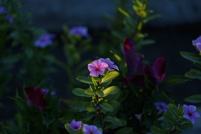 Chiraz-Jardin d'Eram-008